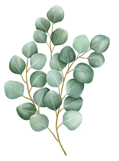eucalyptus drawing picture 